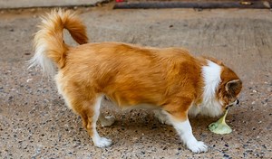 How to Make a Dog Throw Up