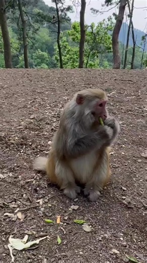 Still climbing the hillside, still maintaining a safe distance. #Monkey #babymonkey #funnymonkey #cutemonkey #monkeylove