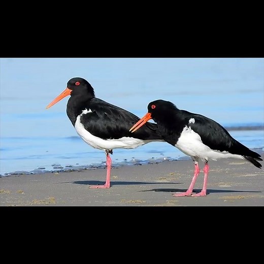 Turn Up The Volume! Pied Oystercatcher Call 🔊 Bird