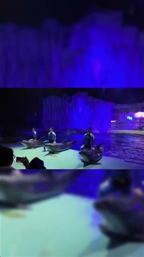 Ever heard a dolphin sing a Russian pop hit?