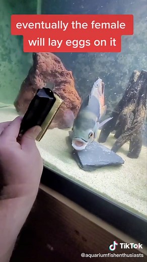 Oscar Fish Mating and Breeding in Aquariums