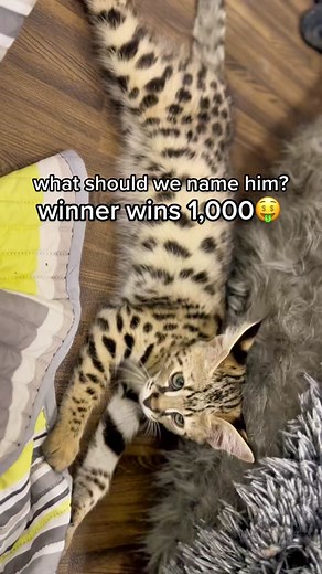 F1 savannah cat, hybrid of a serval cat and a domestic cat #savannahcat #f1savannah #serval
