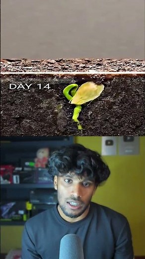 Orange Seed Growing 🌱🍊