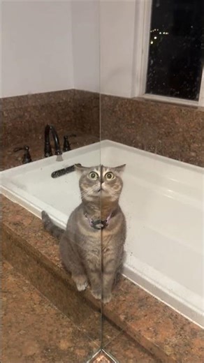 this cat is trying to fix his owner's car 🤣