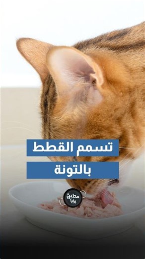 Dozens of cats poisoned in Dahiyat Al-Rashid by food laced with toxins🥲