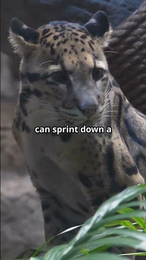 Clouded Leopards, Unveiling their Secrets