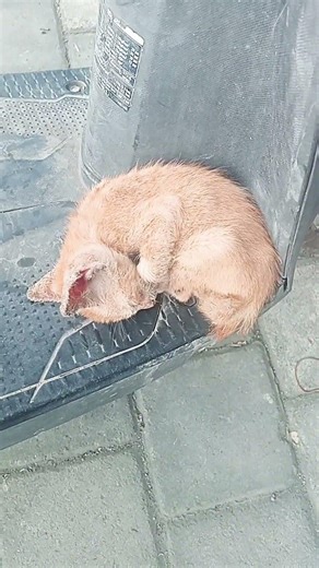 tidur nyenyak si oyen#cat #imut #cute #