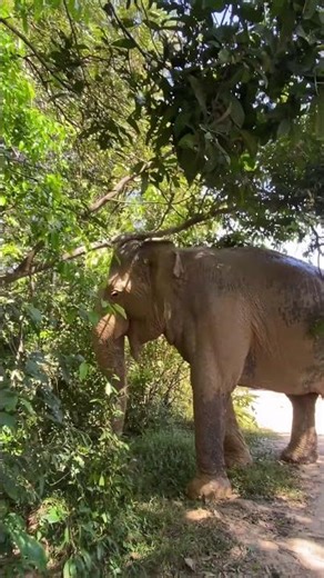 Look like Chi Mean she want to take it down 🐘🥰❤️ #elephant #keffamily #babyelephant #kef #chimean