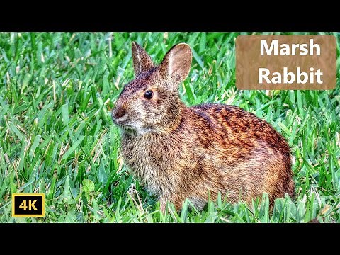 Marsh Rabbit - A Very Unusual Bunny🐇