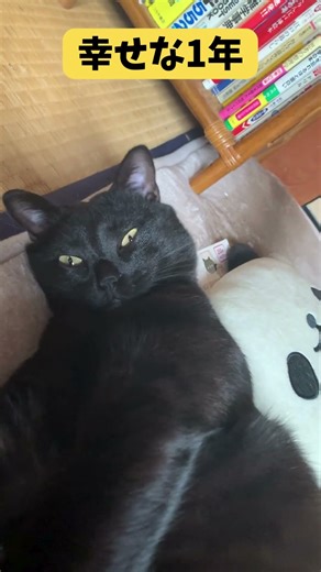 【胸が熱くなる】1年前に拾った黒猫が“完全に家族”になった瞬間