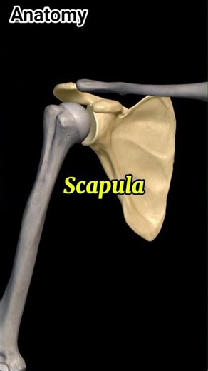 Scapula#anatomy#1millionviews#3danimation#viralvideo