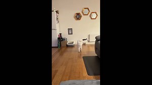 Disabled cat walks to feeding area and returns in Northampton, England, UK