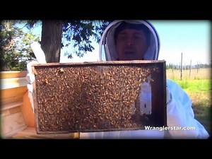 Honey Bees Back Yard Beekeeping Made Simple