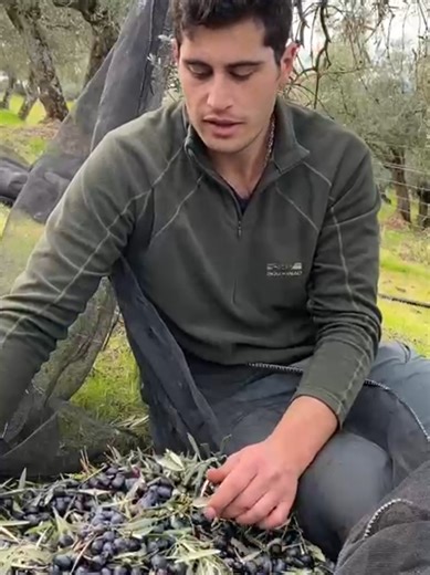 Aceites Tempranos vs Aceites Maduros: Diferencias Clave