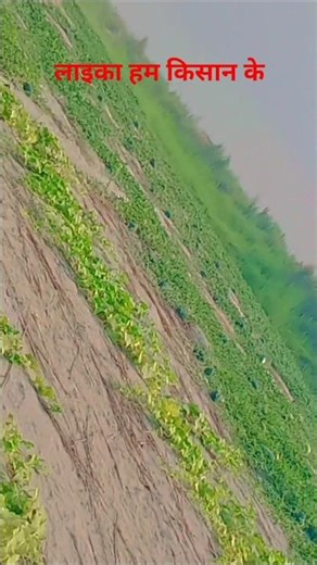 #song laika hum kisan ke viral short viedo