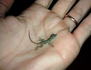 Anolis Distichus Ignigularis