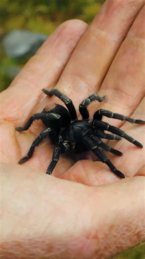 77 reactions | Hapalotremus caraybara FOUND in the Andes Mountains of Peru! #tarantula #spider #peru | The Tarantula Collective | Facebook
