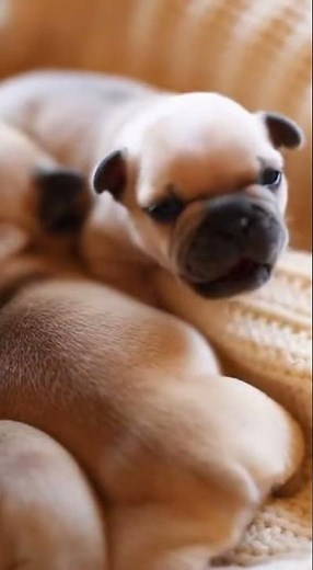 Super Cute Newborn Pug Puppies Just Days Old 🐶💛 | Adorable Baby Pug Moments #puppy #adorablepuppy