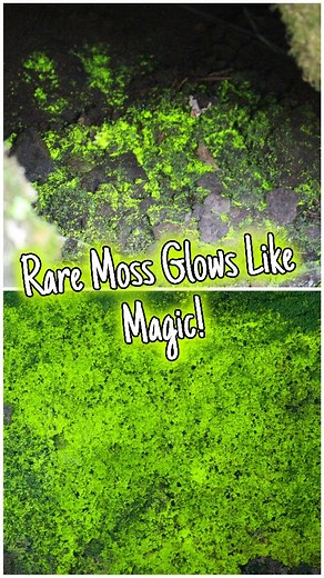 248 reactions · 16 shares | Rare Moss That Glows Like Magic! This...