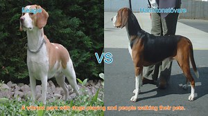 Beagle vs. Hamiltonstövare: A Comparison of Beloved Dog Breeds