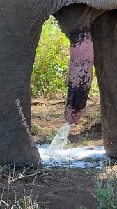 778K views · 44K reactions | Craig pissing #photographychallengechallengeraphychallengechallenge #wildlifeplanet #Holidays #melanisticleopard #NatureLovers #wildanimals #wild #cat #wild #cat #natgeowild #natgeowild #elephants National Geographic National Geographic Travel National Geographic Africa National Geographic Animals Nat Geo Wild UK BBC Swahili BBC News National Geographic Documentary Films National Geographic History | Richard Generally | Facebook