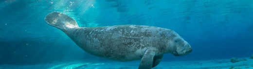 Manatee Moms of Crystal River