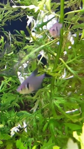 New tank mates for our very lonely Black Phantom Tetra.