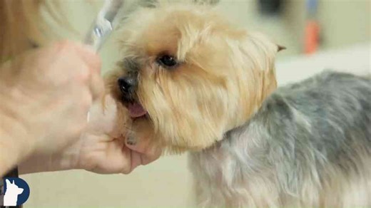 Grooming Tools Every Dog Owner Needs Based on Coat Type