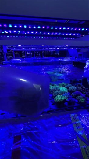 Indo Treasure Unboxing! 🇮🇩 New Fish & Coral Shipment Reveal 📦💎 #Indoshipment #indonesiafish #coral