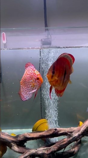Feeding Beautiful Discus Fish!