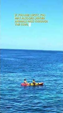Planning a trip to California? Catalina Island has one of the best snorkeling spots in the state