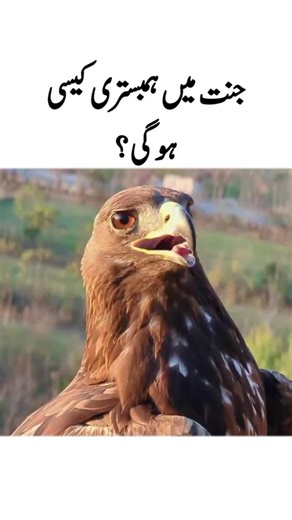 The Calm Before The Storm || Eagle Power #eagle #viralvideos #foryoupage #tik_tok #fyp