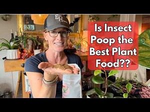 What is Insect Frass??