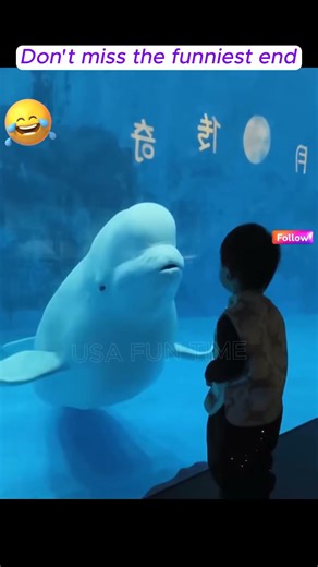 dolphin dance with buddies #viral #funny #funnyanimals #pets #dolphin #funnyvideo #shorts #ytshorts