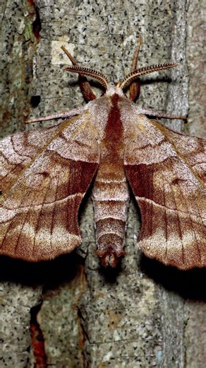 Fun Fact — The First “Bug” Was a Real Insect