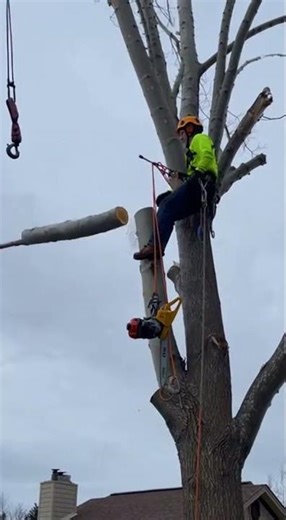 Lumberjack Legends: The Timber Challenge