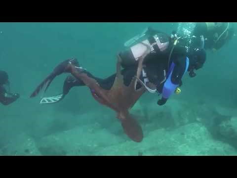 Unique octopus attack on divers