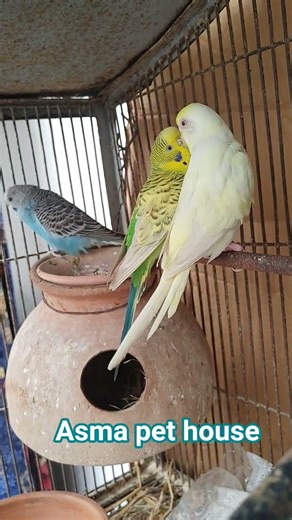 “Budgerigar A Tiny Yet Charming Parrot”