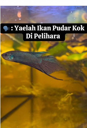 Smaragdina 💀 🍃 #bettathailand #smaragdina #wildbetta #imbelis #alienbetta #betaindonesia #bettafish#splendent #bettausa #ikancupang #cupang#Fyp