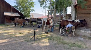 46K views · 1K reactions | We love our horse customers | Idaho Horseshoeing School | Facebook