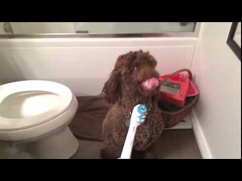 Funny cute dog shows teeth. Laughing so much