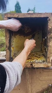 199K views · 1.7K reactions | Harvest bees in breeding boxes #beesonthef #fbreels #beekeeper | Beehub Reely | Facebook