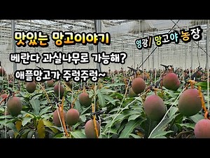 #망고농장 #애플망고 #망고야농장 #망고나무 / 망고나무 베란다에서도 키울 수 있을까?