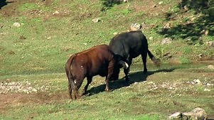 Animal Fight Night: Season 3 Episode 5 Killer Clashes