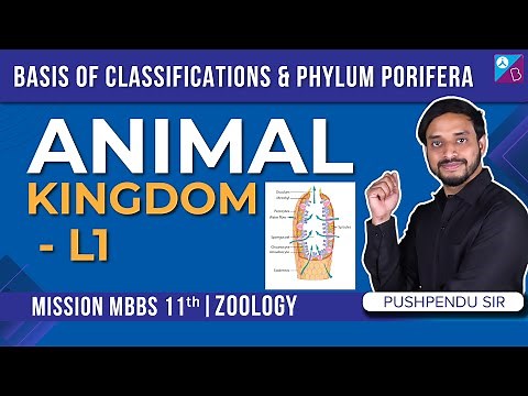 Basis of Classifications & Phylum Porifera - Animal Kingdom Class 11 Concepts (L1) | NEET 2024