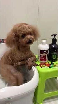 My dog always gets into weird 😆❤️#dog #viral #cute #funny #pets #trending #fyp