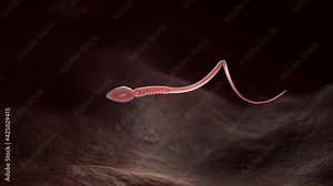 Single male sperm cell. Example of movement. 3D animation