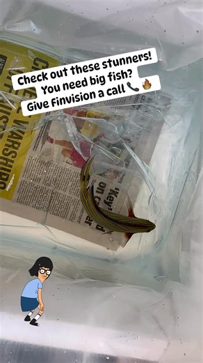 2.1K views · 26 reactions | Check out these awesome tangs! Absolutely stunning and bigger than my hand! When you need big fish, give us a call, or shoot a message #tang #reef #aquarium #reefaddict #fish | Finvision Aquariums | Facebook