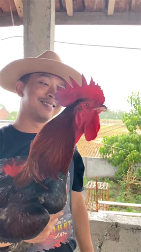 suara ayam pelung bikin ketawa🤣🤣 #reel #viral #ayampelung | Denleg Basaga