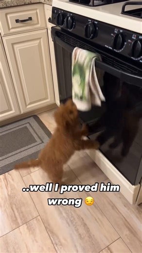 Free Rescued Dogs Available for Adoption on Reels